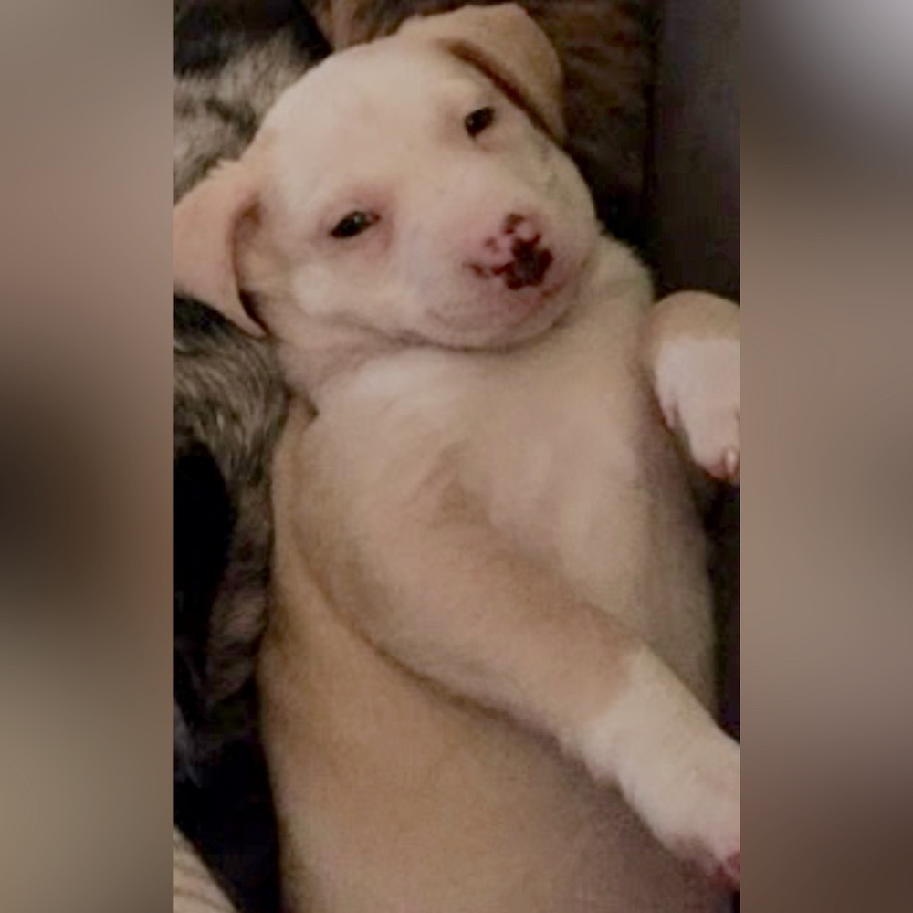 Meet your Posher, Lilian